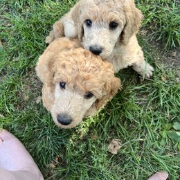 Poodle Puppies from Pawsable Prospects