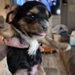 Maximus - Black and tan male Yorkshire Terrier puppy in Seneca, South Carolina from Lee's Puppies