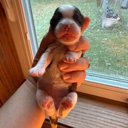 Glinda - Brindle and white female Cavatzu puppy in Saint Paul, Minnesota from Amy’s Puppy Tzu
