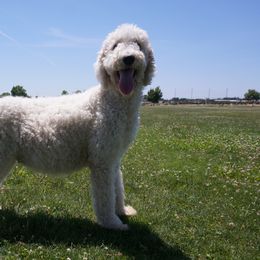 Border Collies, Bordoodles, and Poodles from Hals Pals K9s