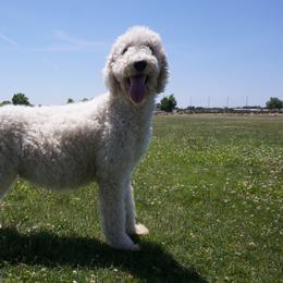 Border Collies, Bordoodles, and Poodles from Hals Pals K9s