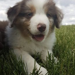 Miniature American Shepherds from MCSTORMS MINIS