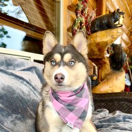 Denali - Pomsky