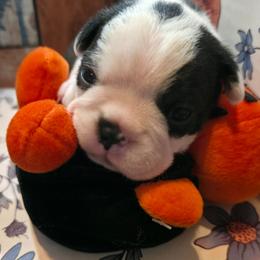 Ruby - Black brindle and white female Boston Terrier puppy in Kingsport, Tennessee from Irish Heart Bostons