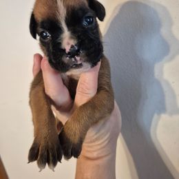 Sadie - Fawn female Boxer puppy in Pine River, Wisconsin from Jenks Boxers