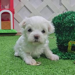 Ginger.Willow - White female Maltese puppy in Aurora, Missouri from KnJ Precious Paws LLC