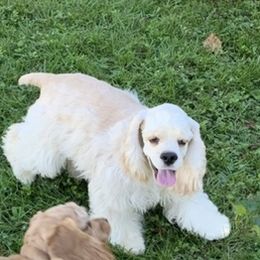 Romeo - Cocker Spaniel