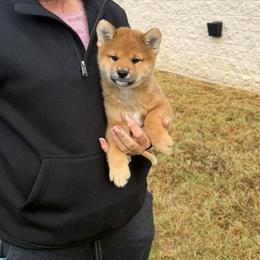 Puppy Boy - Red male Shiba Inu puppy in Muskogee, Oklahoma from K-Bar Shibas
