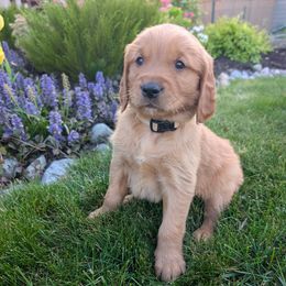 Cranberry  (Cream Collar) - Dark golden Golden Retriever puppy in Buckley, Washington from Chrysus Spirit Goldens