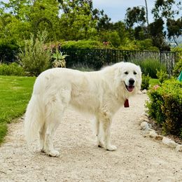 Bruno - Great Pyrenees