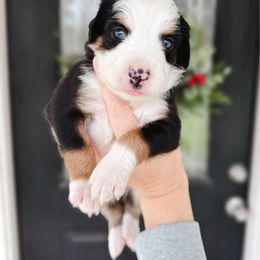 Skittles - Black tri female Toy Australian Shepherd puppy in Pollok, Texas from Pineywoods Pups