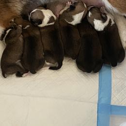 Pembroke Welsh Corgi Puppies from 10 Mile Creek Farms
