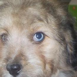 Huck - Aussiedoodle