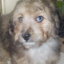 Huck - Aussiedoodle