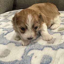 Coton de Tulear Puppies from Beethoven’s Cotons