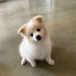 Pomeranian Puppies from Jennifer Sheppard