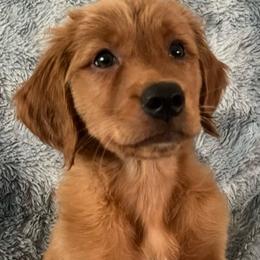 Scotch - Dark golden male Golden Retriever puppy in Woodland Hills, California from Rowan Red Retrievers