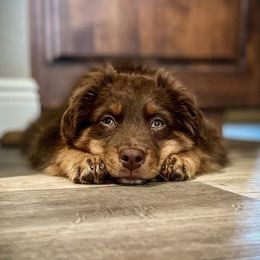 Australian Shepherds from Rushing Ranch Australian Shepherds
