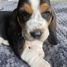 Basset Hounds and Chihuahuas from LaythStone