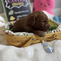 Dolly (Parton) - Red  female Goldendoodle puppy in Eagleville, Tennessee from Nash Doodles