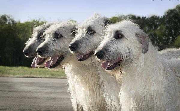 Four adult Irish Wolfhounds stand side-by-side
