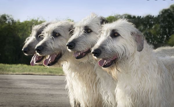 Four adult Irish Wolfhounds stand side-by-side