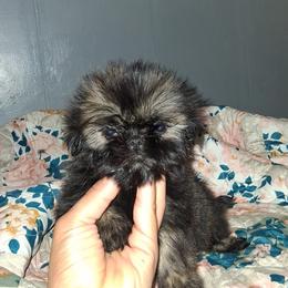 Boy 3 - Black male Shih Tzu puppy in Birmingham, Alabama from K&D kennels