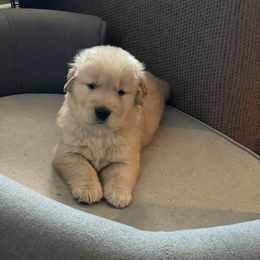 Golden Retriever Puppies from Riverstone Goldens