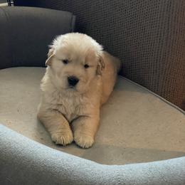 Golden Retriever Puppies from Riverstone Goldens