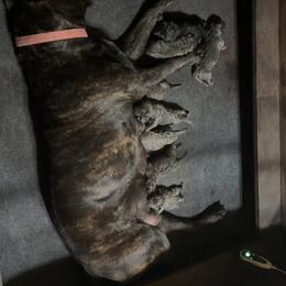 Cane Corso Puppies from Kyrell Johnson