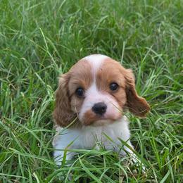 Elizabeth - Blenheim female Cavalier King Charles Spaniel puppy in Sparta, Georgia from Southern Edge Therapy Ranch Cavaliers