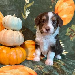 Maple - Red tri-color female Aussiedoodle puppy in York, Pennsylvania from Puppies at The Happy Acre Farm