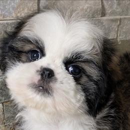 Skipper - Sable and white female Shih Tzu puppy in Clyde, North Carolina from Shawgo Pups