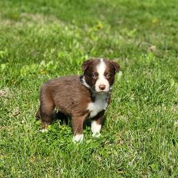Boy 3 Brown Collar - White and red male Border Collie puppy in Shelbyville, Tennessee from C Horns Ranch Border Collies