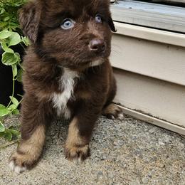 Snickers - Red tri-color male Australian Shepherd puppy in Fultonville, New York from Sandy Aussies & Pomeranians
