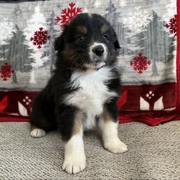 Stone - AKC male - Black tri-color male Australian Shepherd puppy in Quebeck, Tennessee from KC Aussies TN