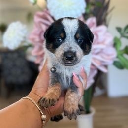Sam - Blue male Australian Cattle Dog puppy in Sahuarita, Arizona from A2 Australian Cattle Dogs