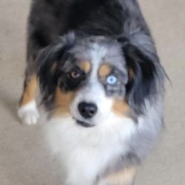 Blue - Miniature Australian Shepherd