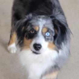 Blue - Miniature Australian Shepherd