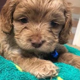 Cockapoo, Golden Retriever, and Goldendoodle Puppies from Bailey’s Cajun Canines