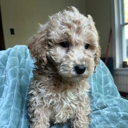 Morris - Cream male Goldendoodle puppy in Lowville, New York from Adirondack Labradoodles