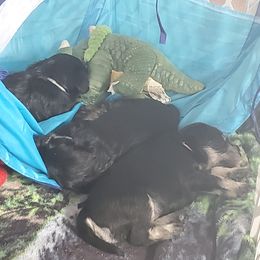 Miniature Schnauzer Puppies from Nature's Nook