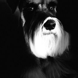 Ricky - Miniature Schnauzer