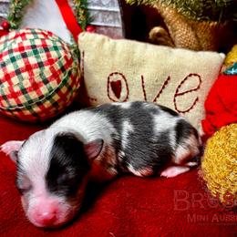 Toy Australian Shepherd puppies from Brushy Creek Aussies & Mini Aussies