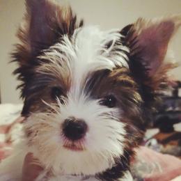 Yorkshire Terriers from Yorkies Parti of 4