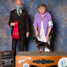 Zorro - Miniature Pinscher