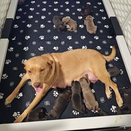 Girl 5 - Charcoal female Dilute Retriever puppy in Swanton, Ohio from SilverWater Labs