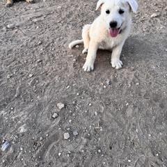Girl 2 - White female German Shepherd puppy in Pahrump, Nevada from Baca's German Shepherds