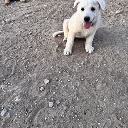Girl 2 - White female German Shepherd puppy in Pahrump, Nevada from Baca's German Shepherds