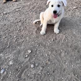 Girl 2 - White female German Shepherd puppy in Pahrump, Nevada from Baca's German Shepherds